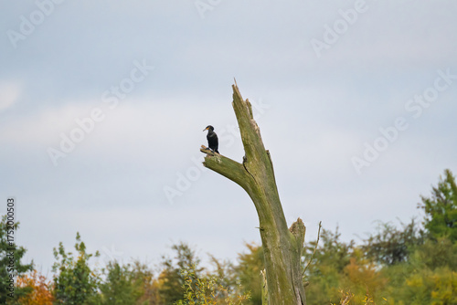 A black bird is perched on a tree branch