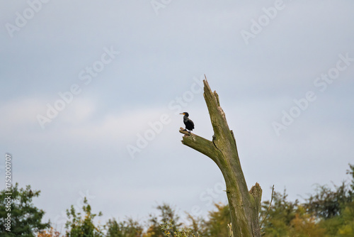 A bird is perched on a tree branch