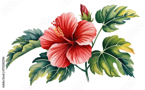 Vibrant red hibiscus flower with lush green leaves and a budding flower, perfect for tropical designs, natural beauty, and summer themes.