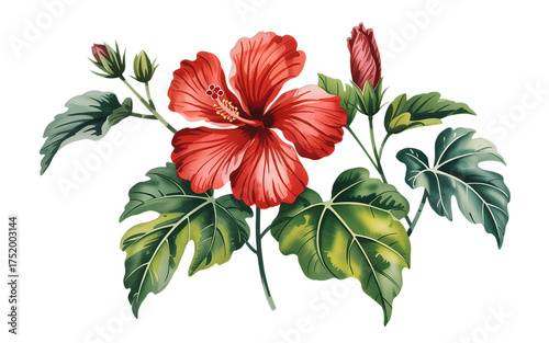 Vibrant red hibiscus flower in full bloom with lush green leaves, perfect for elegant design projects, botanical themes and artistic creations