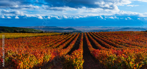 Autumn landscape of vineyards in La Rioja, near the Sierra de Cantabria. Alava and La Rioja, Spain. Europe