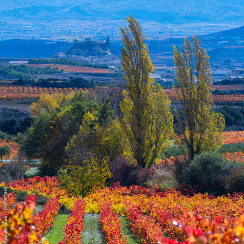 Fotografija Autumn landscape of vineyards in La Rioja, near the Sierra de Cantabria