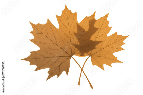 Maple leaves overlapping, creating shadow effect, symbolizing autumn and seasonal change on transparent background