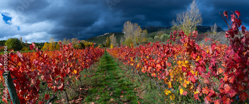 Photos Autumn landscape of vineyards in La Rioja, near the Sierra de Cantabria