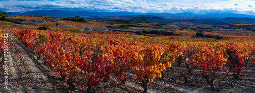 Autumn landscape of vineyards in La Rioja, near the Sierra de Cantabria. Alava and La Rioja, Spain. Europe