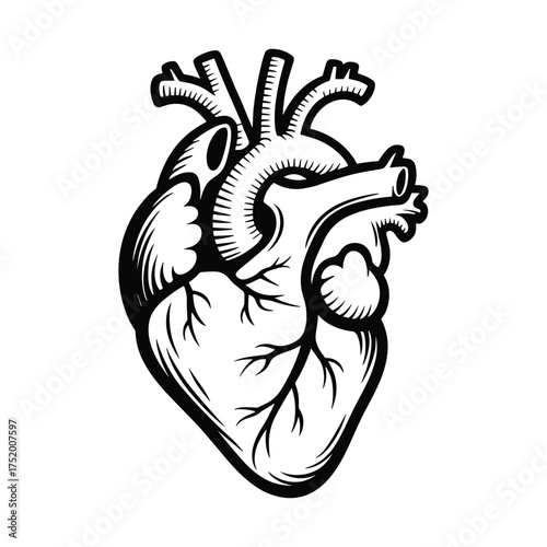 Anatomical Human Heart Vector, Organ Health Symbol, Detailed Graphic