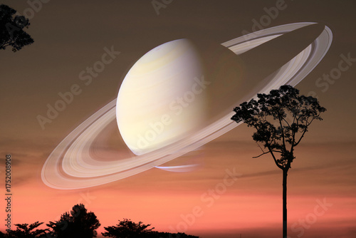 Saturn near earth on the gray sky and silhouette tree on the sunset old rose cloud