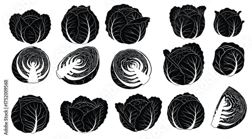 Cabbage Variety Illustration: A detailed illustration showcasing various cabbage heads, highlighting the diverse forms, textures, and internal structures of this versatile vegetable.