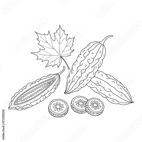 Bitter Melon Vector Illustration with Maple Leaf for Culinary Designs