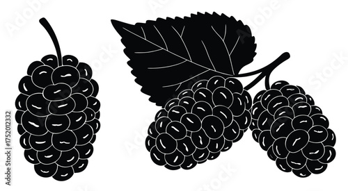 Mulberry Silhouette: A striking black and white illustration of ripe mulberries, showcasing the intricate textures and forms of the fruit.