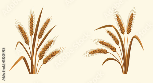 Golden ears of wheat in a field during harvest season.