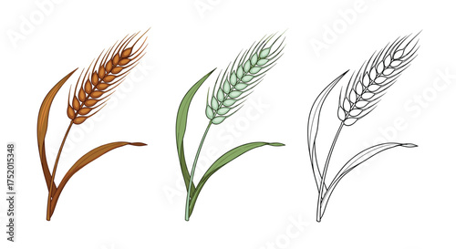 Three illustrations of wheat stalks in different artistic styles.