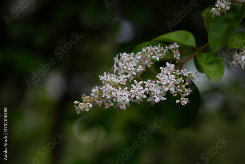 The privet (Ligustrum sinense) blooms in spring in the secondary forest on the hill.