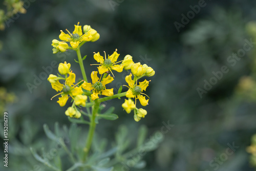 Macro of Common Rue (Ruta graveolens) showcasing its unusual yellow petals and green capsule-like centers. A striking medicinal herb captured in vivid detail in the Western Cape, South Africa