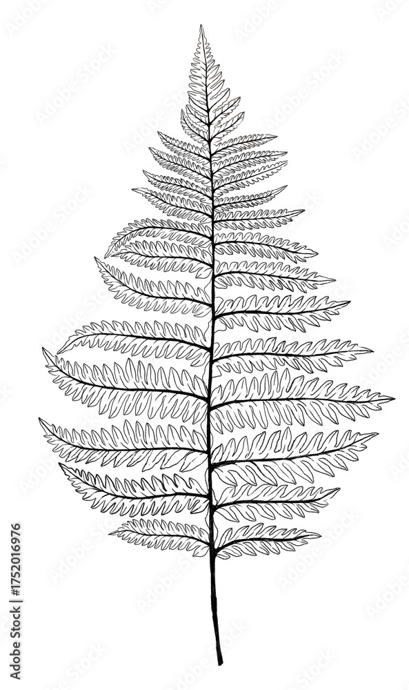 Fototapeta premium Black fern leaf outline pencil drawing isolated on white background. Botanical illustration. Botanical wall art poster. 