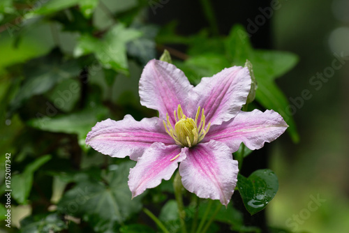 Beautiful pink clematis. Blooming clematis with blurred background of the green garden. Seasonal summer background