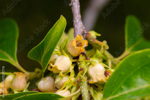 Close up of blooming persimmon buds , background