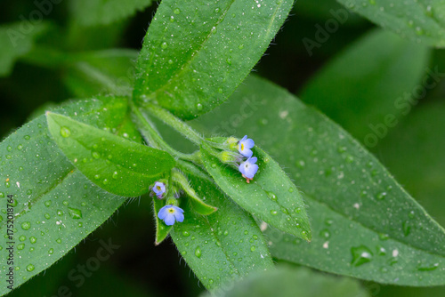 Myosotis sparsiflora flower plant in spring or summer nature outdoor, close-up.