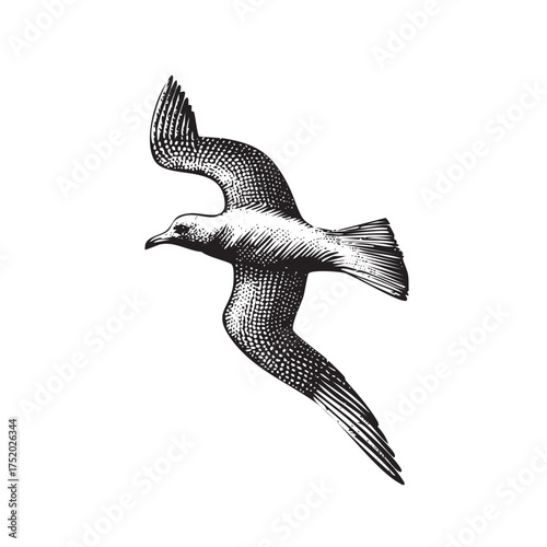 animales Vintage Engraved Seagull Illustration – Detailed Black and White Coastal Bird Drawing
