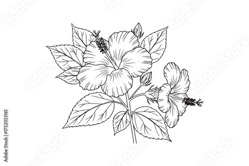 Detailed line art shows vibrant hibiscus flowers and leaves in a transparent background