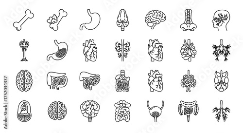 Human anatomy vector icon set. Medical biology illustration of bones, brain, heart, lungs, digestive system, spine, and nerves. Educational health and science design.