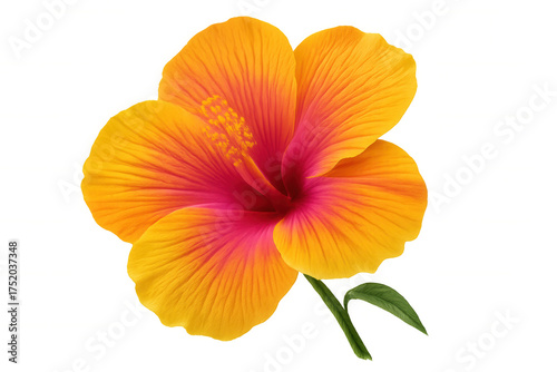 Vibrant yellow and pink hibiscus tropical flower with green stem and leaf, blooming on transparent background