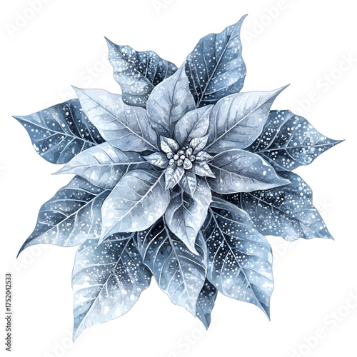 Watercolor Blue and White Poinsettia Clipart