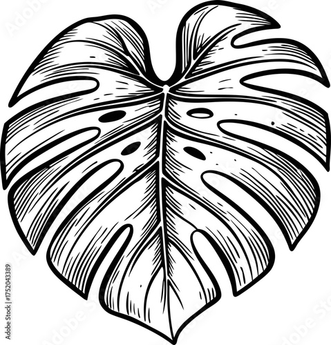 Monstera tropical leaf illustration black and white botanical drawing, detailed plant foliage, hand drawn jungle design