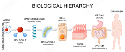 Biological hierarchy. Levels of Organization of Life