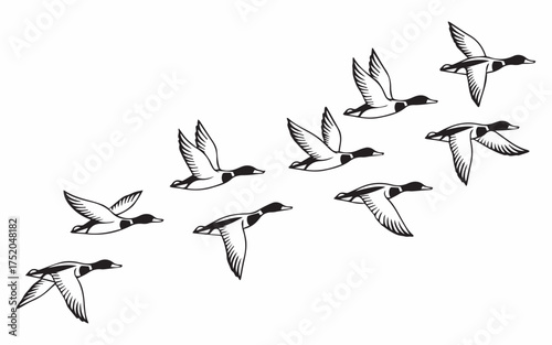 Elegant flock of ducks flying in formation against a white background, perfect for nature designs, conservation efforts, and wildfowl themed projects