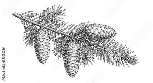 Fir tree branch with three pine cones close-up engraving sketch hand drawn style black and white vintage illustration vector


