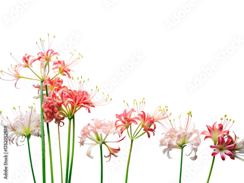 Delicate spider lily flowers blooming with grace and elegance in a captivating floral arrangement