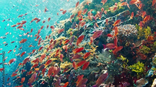 Healthy coral reef in Indonesia. Vivid and healthy coral reef full of life and fish in Indonesia. Underwater view of the tropical sea near the Alor island in Indonesia