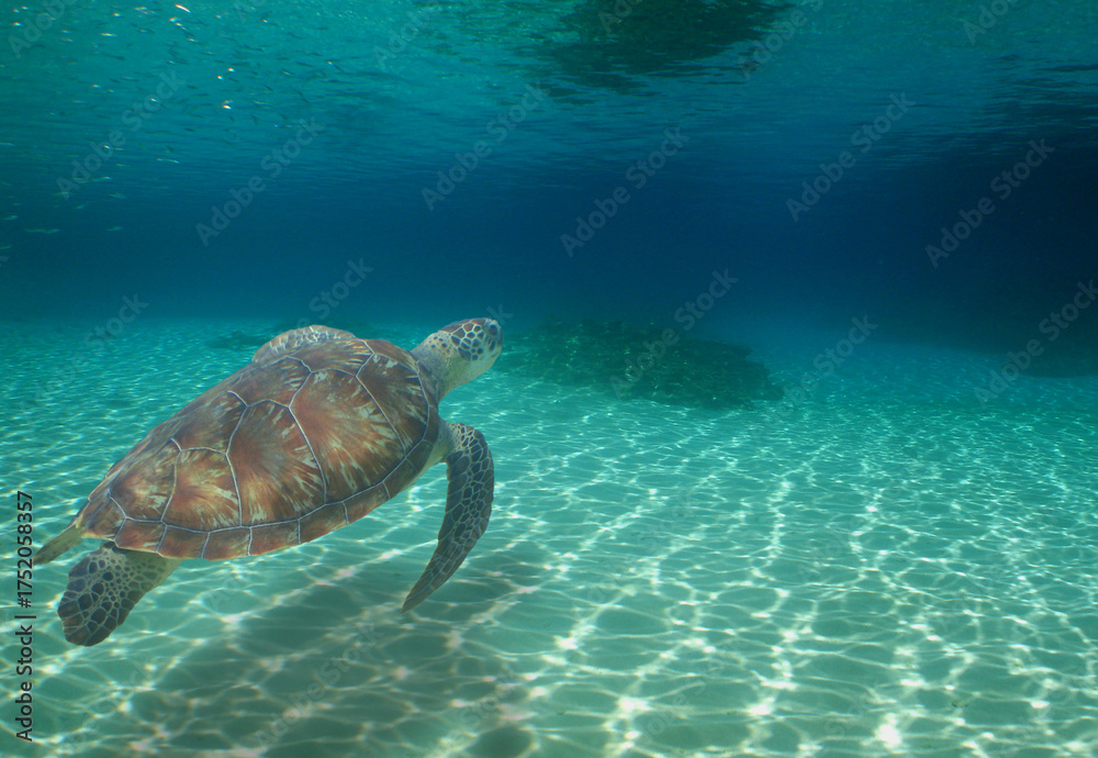 Naklejka premium a sea turtle in the crystal clear waters