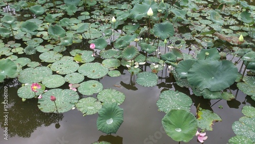 Serene Beauty of the Pink Lotus Pond