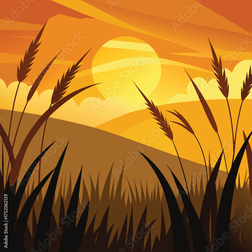 wheat field in sunset