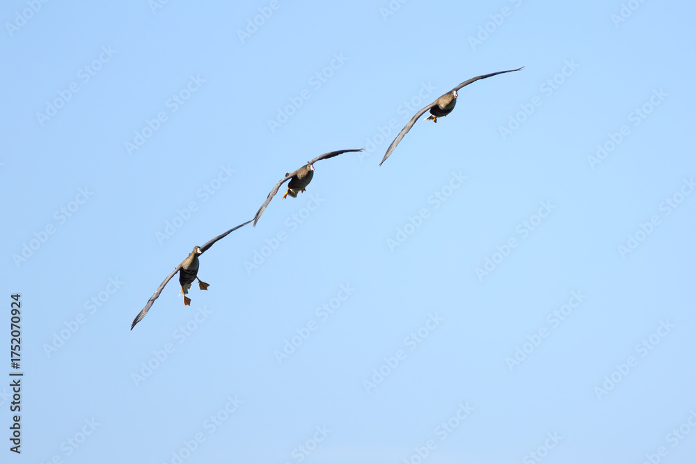Fototapeta premium three greylag geese in flight, greylag geese in flight against a blue background, three greylag geese flying next to each other, sunny day, birds in flight with wings spread wide, Anser Anser