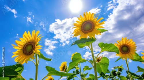 Sunny Spring & Summer Meadows: Yellow Sunflowers, Blue Skies, and Bees in Rural Flower Fields & Gardens