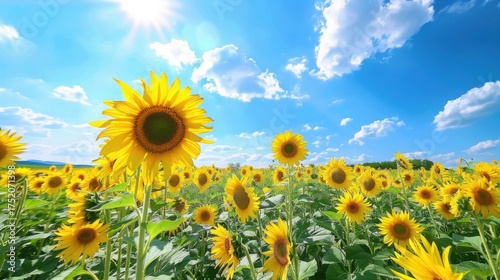 Sunny Spring & Summer Meadows: Yellow Sunflowers, Blue Skies, and Bees in Rural Flower Fields & Gardens