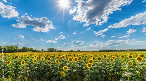 Sunny Spring & Summer Meadows: Yellow Sunflowers, Blue Skies, and Bees in Rural Flower Fields & Gardens