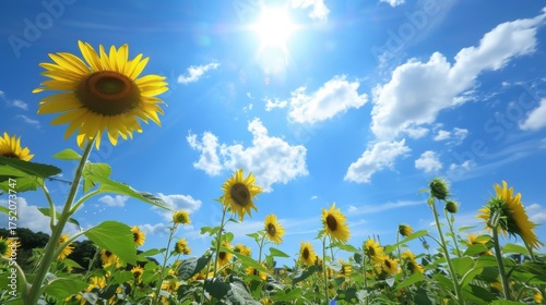 Sunny Spring & Summer Meadows: Yellow Sunflowers, Blue Skies, and Bees in Rural Flower Fields & Gardens