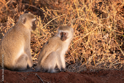 vervet monkeys or chlorocebus pygerythrus sitting in field