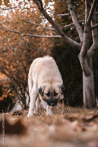 Beautiful big dog, wild Anatolian Shepherd Dog cross breed in Macedonia mountains
