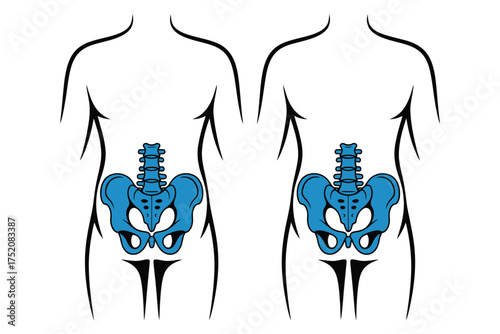 Anatomical illustration of two human pelvis skeletons