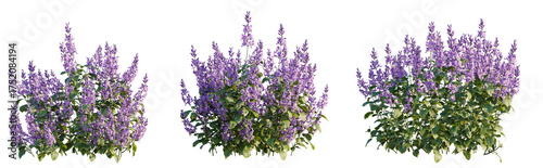 Plectranthus mona lavender tree plan, top view, cutout, transparent background, isolate, Vibrant purple salvia plants bloom with lush green foliage