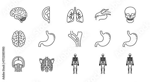 Anatomy line icon set. Medical and scientific vector collection. Human organs and skeletal system symbols. Brain, lungs, stomach, skull, ribs, skeleton. For biology, healthcare.