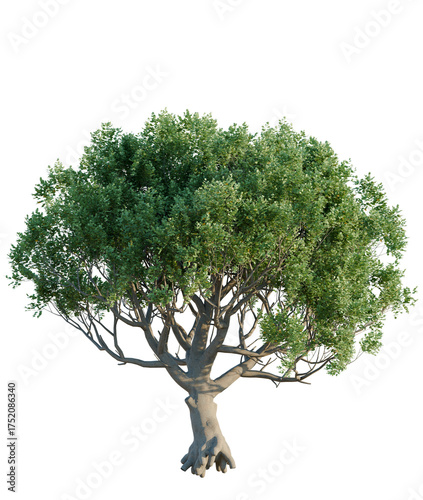Canvastavla Ceratonia siliqua tree plan, top view, cutout, transparent background, isolate,