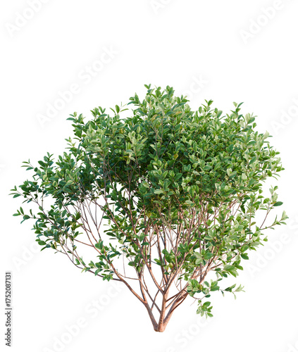 Tableau sur toile Arbutus unedo tree plan, top view, cutout, transparent background, isolate, Lush