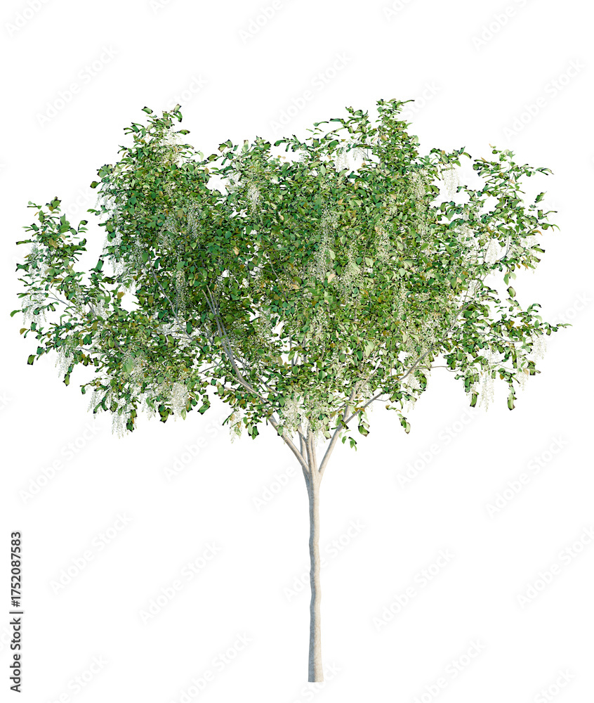 Obraz premium Cladrastis kentukea tree plan, top view, cutout, transparent background, isolate, Graceful flowering tree with delicate white blossoms in full bloom