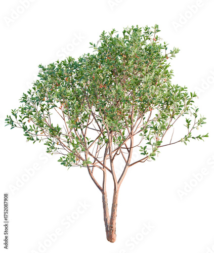 Arbutus unedo tree plan, top view, cutout, transparent background, isolate, Elegant manzanita tree with vibrant leaves, perfect for landscape design